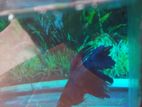 Fighter Fish with Tank
