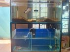 3Ft Fish Tank