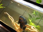 3ft Fish Tank Setup with