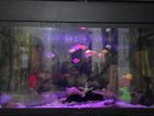 3ft Fish Tank With All Accessories