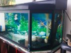 3ft Fish Tank