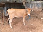 Milk Cow