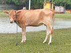 Farm Cow