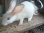 Rabbits