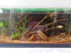 3x1.25x1.25 Feet Fish Tank