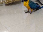 4. 5 Month Old Macaw