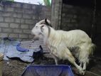 Farm Goat