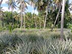 4 Acres Coconut Land Sale in Kuliyapitiya