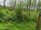 4 Acres land for sale in Horana