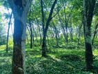 4 acres Rubber Land AT Kiriwattuduwa,Close to Tech City, HOMAGAMA