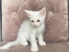 4 Adorable Kittens