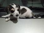 4 Adorable Puppies Looking for Kind Home