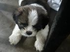 Shih Tzu Puppy