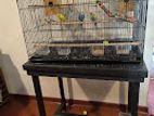 4 Beautiful Budgies with Cage and Stand