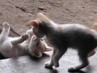 Kittens for Kind Home