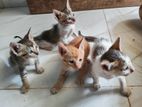 Four Kittens for Kind Homes