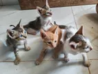 Four Kittens for Kind Homes