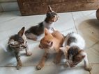 Kittens for Kind Home