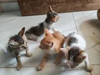 Kittens for Kind Home