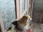 Cockatiel Birds