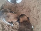 Pomeranian Dogs