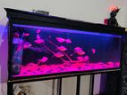 4 Feet Fish Tank