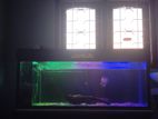 4 Feet Fish Tank