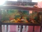 4 Feet Fish Tank