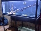 4 Feet Fish Tank