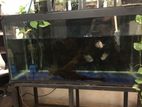 4 Feet Fish Tank