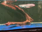 4 Feet Fish Tank