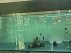 4 Feet Fish Tank