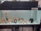 4 Feet Fish Tank with Discus Fishes