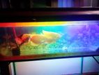 Fish Tank With Full Set