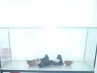 4 Feet Glass Fish Tank