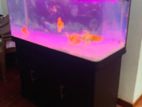 4 Feet Jemo Fish Tank