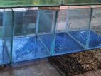 4 feet Tank