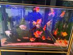 4 Feet’s Kintons Fish Tank