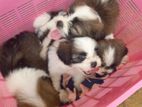 Shih Tzu Puppies