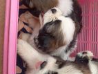 4 Female Shih Tzu Puppies