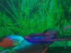 4 Fighter Fish with Tank