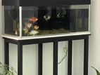 Fish Tank Full Set