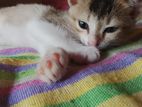 Kittens Looking for A Loving Home