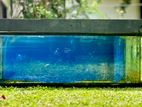 4 Ft Fish Tank (Aquarium)