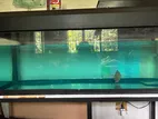 4 Ft Fish Tank with Oscar