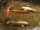 4 Japanese Koi Carp Fish