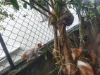 Kittens for Kind Home