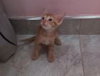 4 Kittens for Kind Home