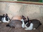 Rabbits