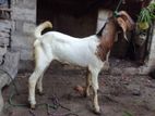 Male Goat